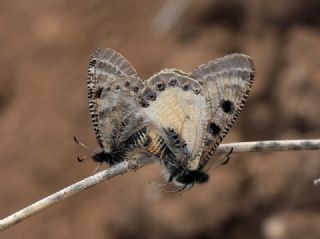 Yalanc Apollo (Archon apollinus)