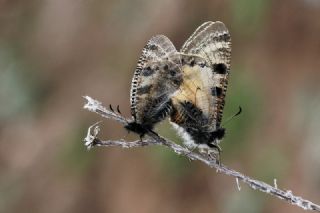 Yalanc Apollo (Archon apollinus)