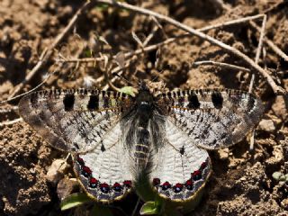 Yalanc Apollo (Archon apollinus)