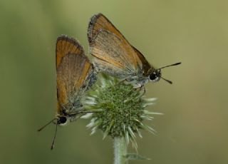 Sar Antenli Zpzp (Thymelicus sylvestris)