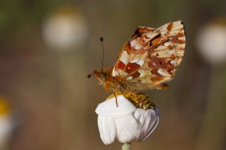 Balkan Menek�e Kelebe�i&nbsp;(Boloria&nbsp;graeca)
