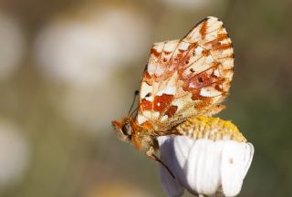 Balkan Meneke Kelebei (Boloria graeca)