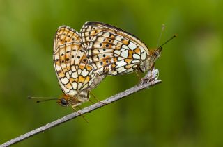 ift Noktal Brentis (Brenthis hecate)