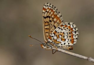 Gzel Nazuum (Euphydryas orientalis)