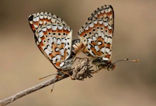 Gzel Nazuum (Euphydryas orientalis)