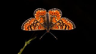 Gzel Nazuum (Euphydryas orientalis)