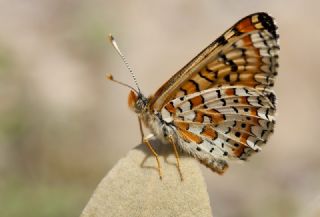 Gzel Nazuum (Euphydryas orientalis)