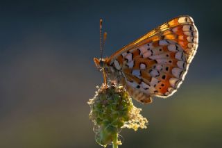 Gzel Nazuum (Euphydryas orientalis)