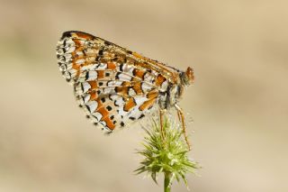 Gzel Nazuum (Euphydryas orientalis)