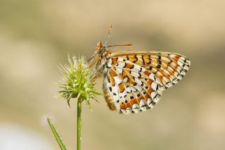 Gzel Nazuum (Euphydryas orientalis)