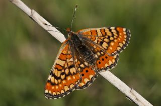 Nazuum (Euphydryas aurinia)
