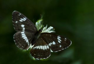 Hanmeli Kelebei (Limenitis camilla)