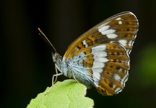 Hanmeli Kelebei (Limenitis camilla)