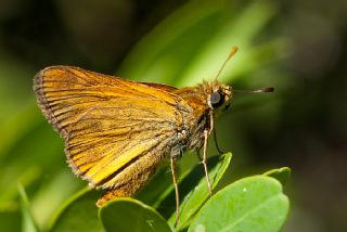 Orman Z�pz�p�&nbsp;(Ochlodes&nbsp;sylvanus)