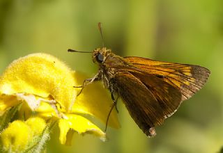 Orman Zpzp (Ochlodes sylvanus)