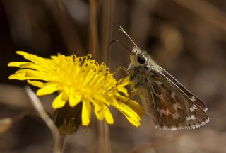 Gm Benekli Zpzp (Hesperia comma)