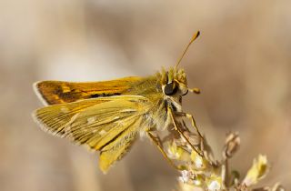 Gm Benekli Zpzp (Hesperia comma)