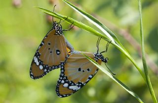 Sultan (Danaus chrysippus)