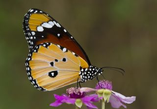 Sultan (Danaus chrysippus)