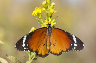 Sultan (Danaus chrysippus)