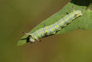 Sultan (Danaus chrysippus)