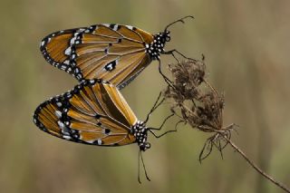 Sultan (Danaus chrysippus)