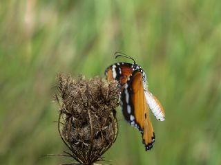 Sultan&nbsp;(Danaus&nbsp;chrysippus)