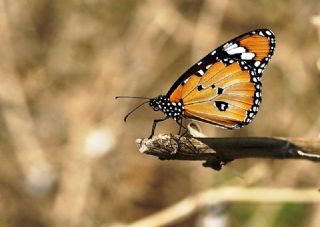 Sultan (Danaus chrysippus)