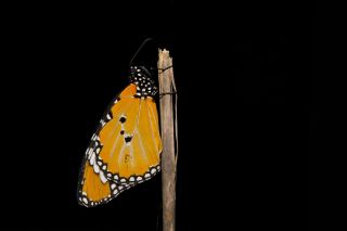 Sultan (Danaus chrysippus)