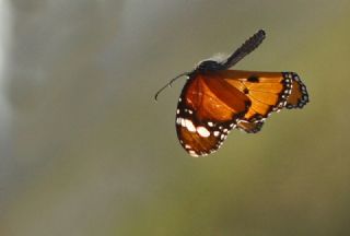 Sultan (Danaus chrysippus)