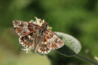 Cezayir Zpzp (Carcharodus stauderi)
