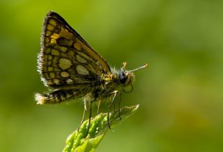 Sar Benekli Zpzp (Carterocephalus palaemon)