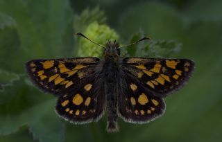 Sar Benekli Zpzp (Carterocephalus palaemon)