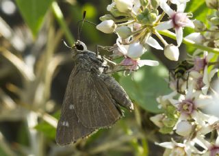 Alsides Z�pz�p�&nbsp;(Eogenes&nbsp;alcides)