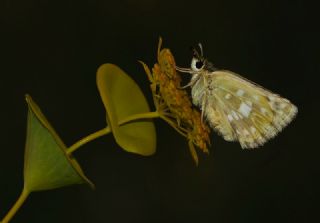 Pogge Zpzp (Muschampia poggei)