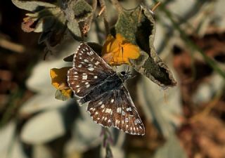 Mozaik Z�pz�p�&nbsp;(Muschampia&nbsp;tessellum)