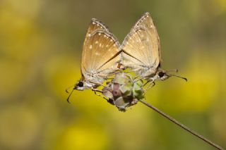 Pasl Zpzp (Erynnis tages)