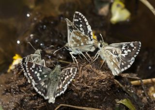 G�zel Z�pz�p&nbsp;(Pyrgus&nbsp;cinarae)