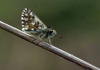 Ege Zpzp (Pyrgus melotis)