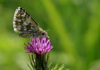 Ege Zpzp (Pyrgus melotis)