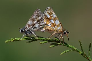 Kzl Zpzp (Spialia orbifer)