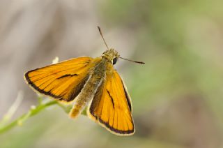 Sar Antenli Zpzp (Thymelicus sylvestris)