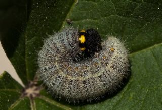 Hatmi Zpzp (Carcharodus alceae)