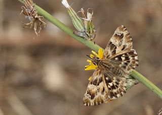 Hatmi Zpzp (Carcharodus alceae)