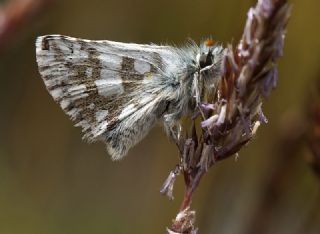 Kafkasya Z�pz�p�&nbsp;(Pyrgus&nbsp;jupei)