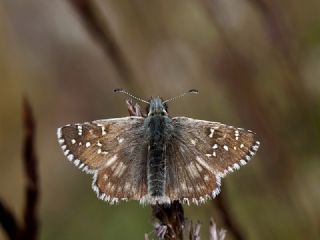 Kafkasya Z�pz�p�&nbsp;(Pyrgus&nbsp;jupei)