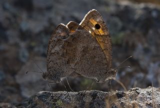 Levantin Yalanccads (Pseudochazara pelopea)
