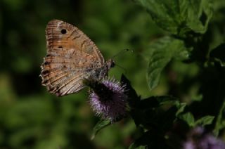 Levantin Yalanccads (Pseudochazara pelopea)