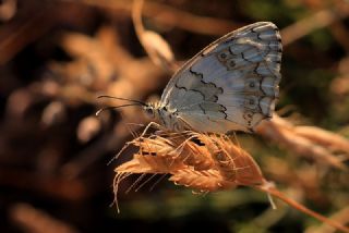 ��l Melikesi&nbsp;(Melanargia&nbsp;grumi)