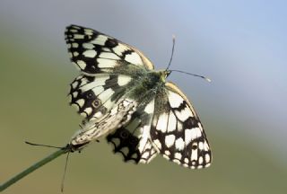Uygur Melikesi (Melanargia russiae)